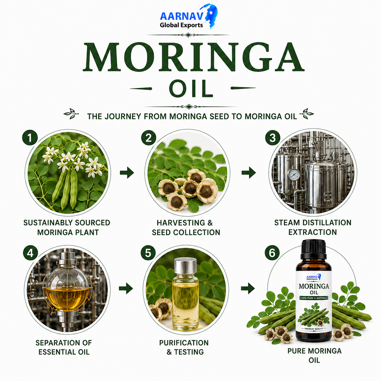 Moringa Oil - Image 2
